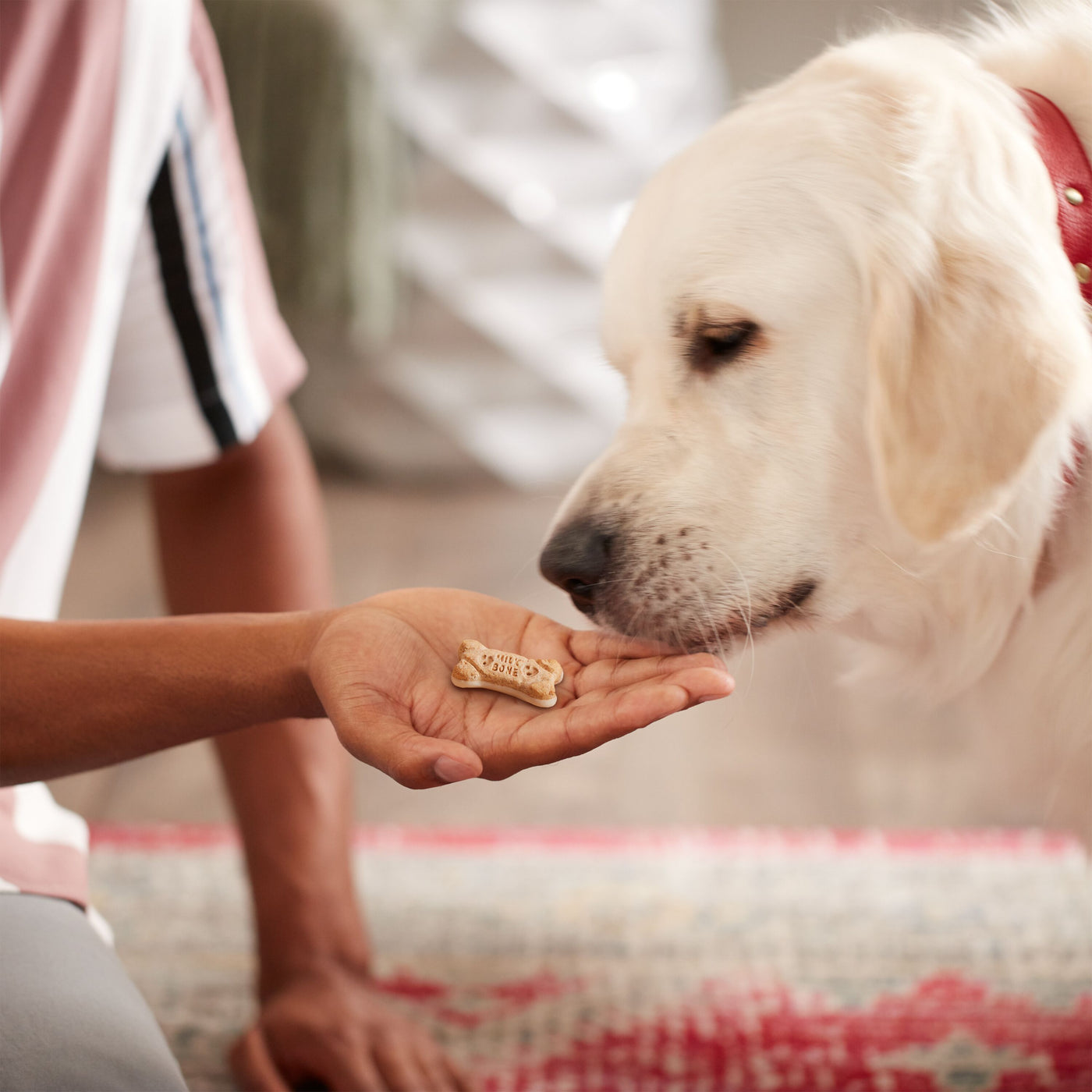 Milk-Bone Dipped Dog Biscuits Baked With Vanilla Yogurt, 12 oz, Lifestyle Image