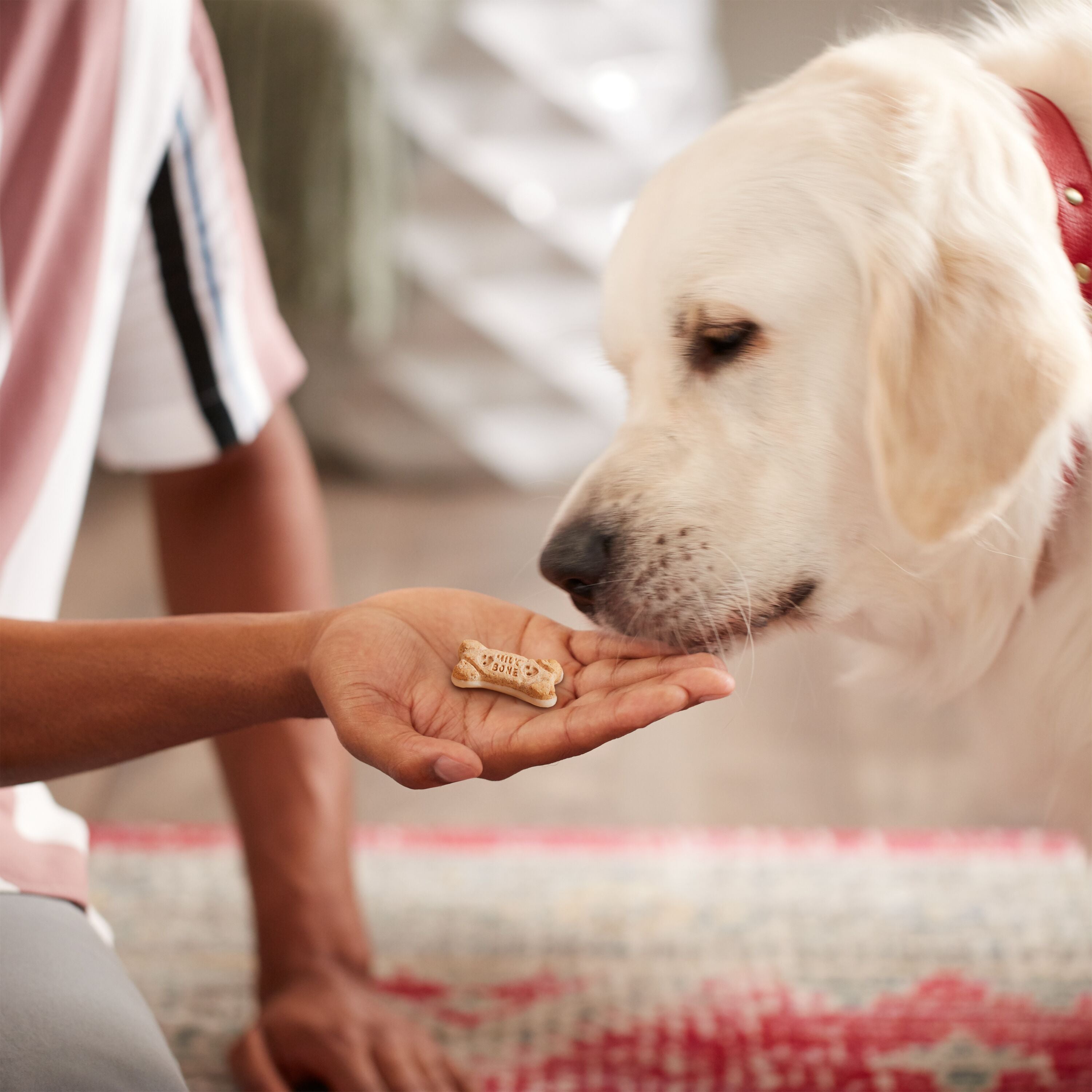 Milk-Bone Dipped Dog Biscuits Baked With Vanilla Yogurt, 12 oz, Lifestyle Image