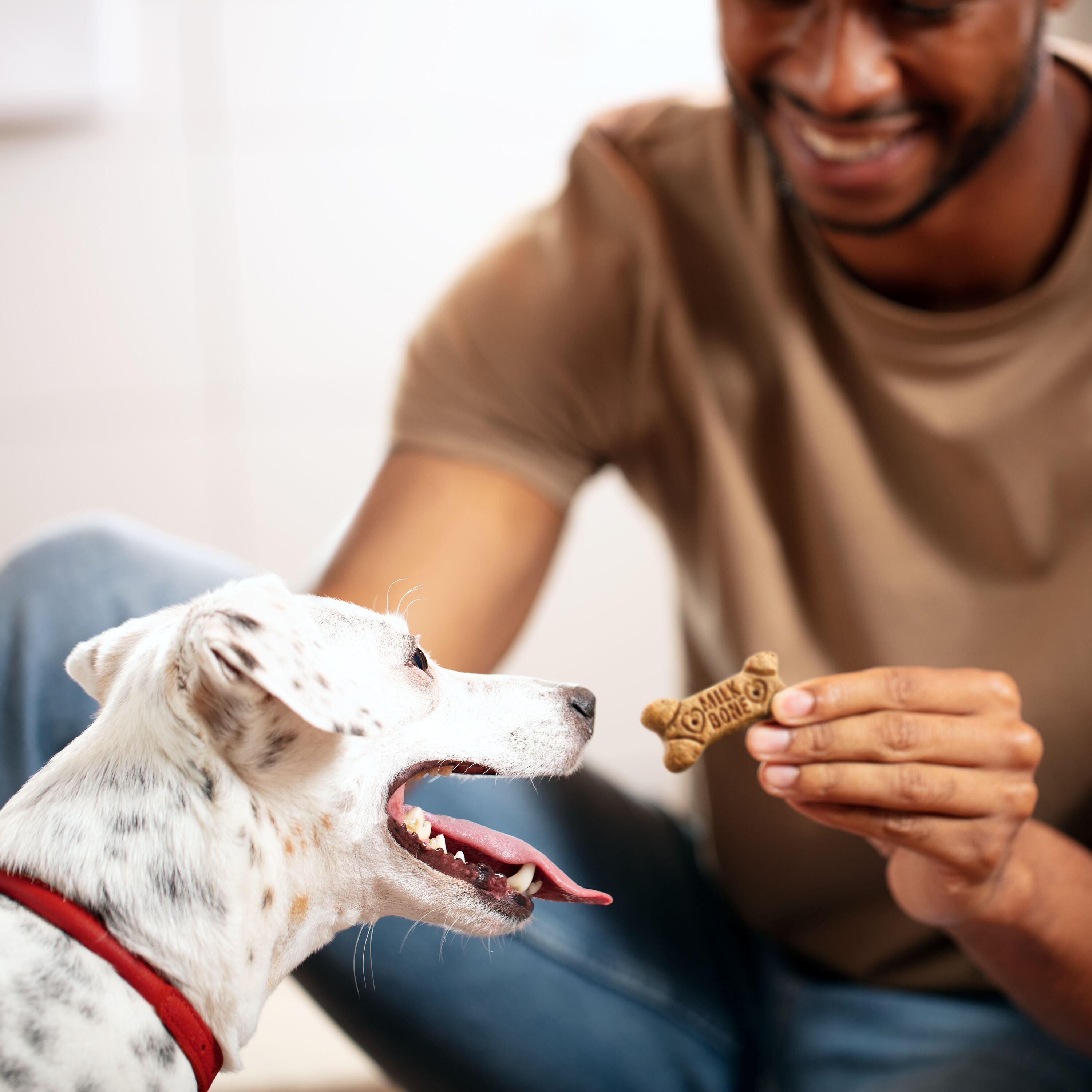 Milk-Bone Flavor Snacks Dog Biscuits, Flavored Crunchy Dog Treats, Treating Lifestyle Image