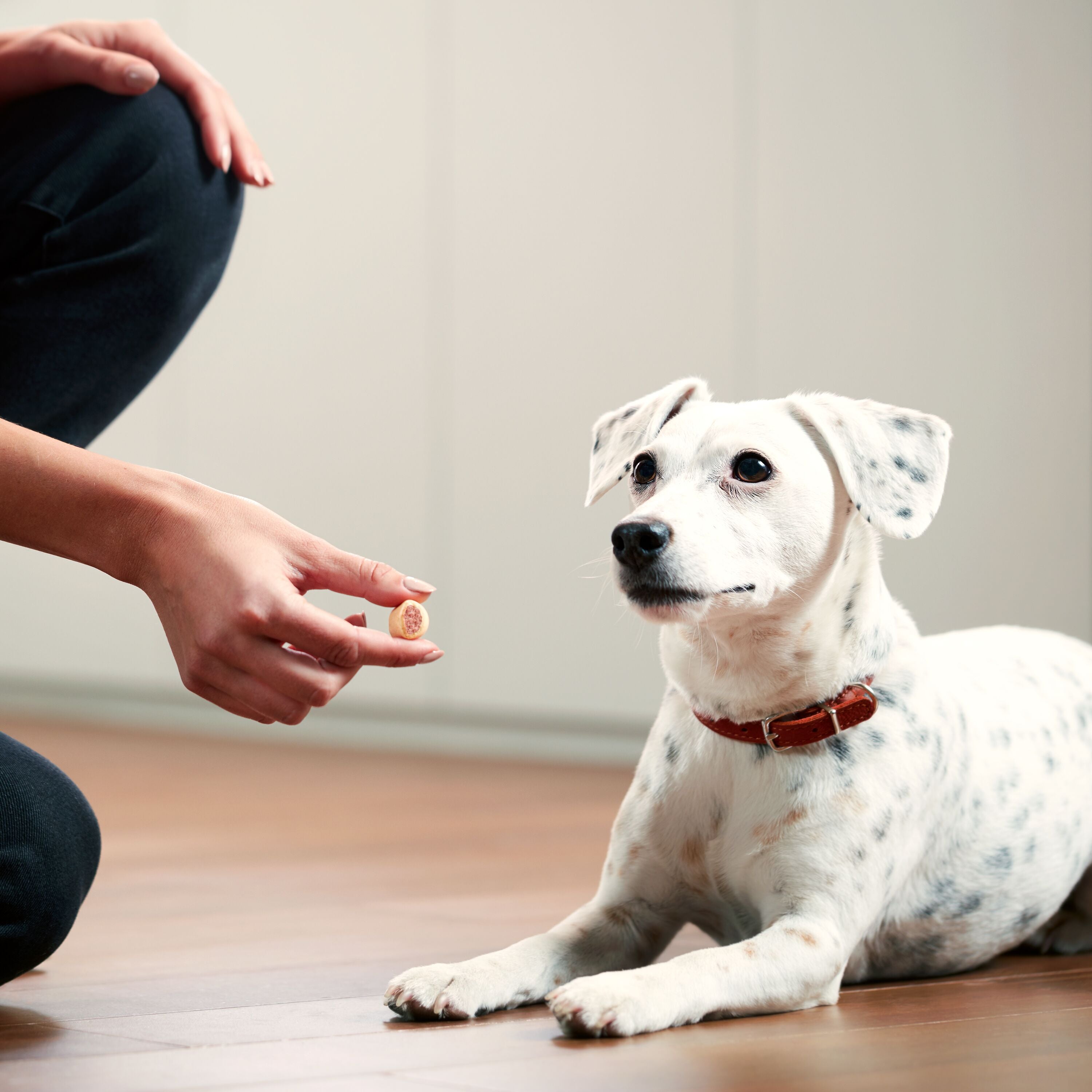 Milk-Bone MaroSnacks Small Dog Treats With Bone Marrow, 40 oz, Lifestyle Image