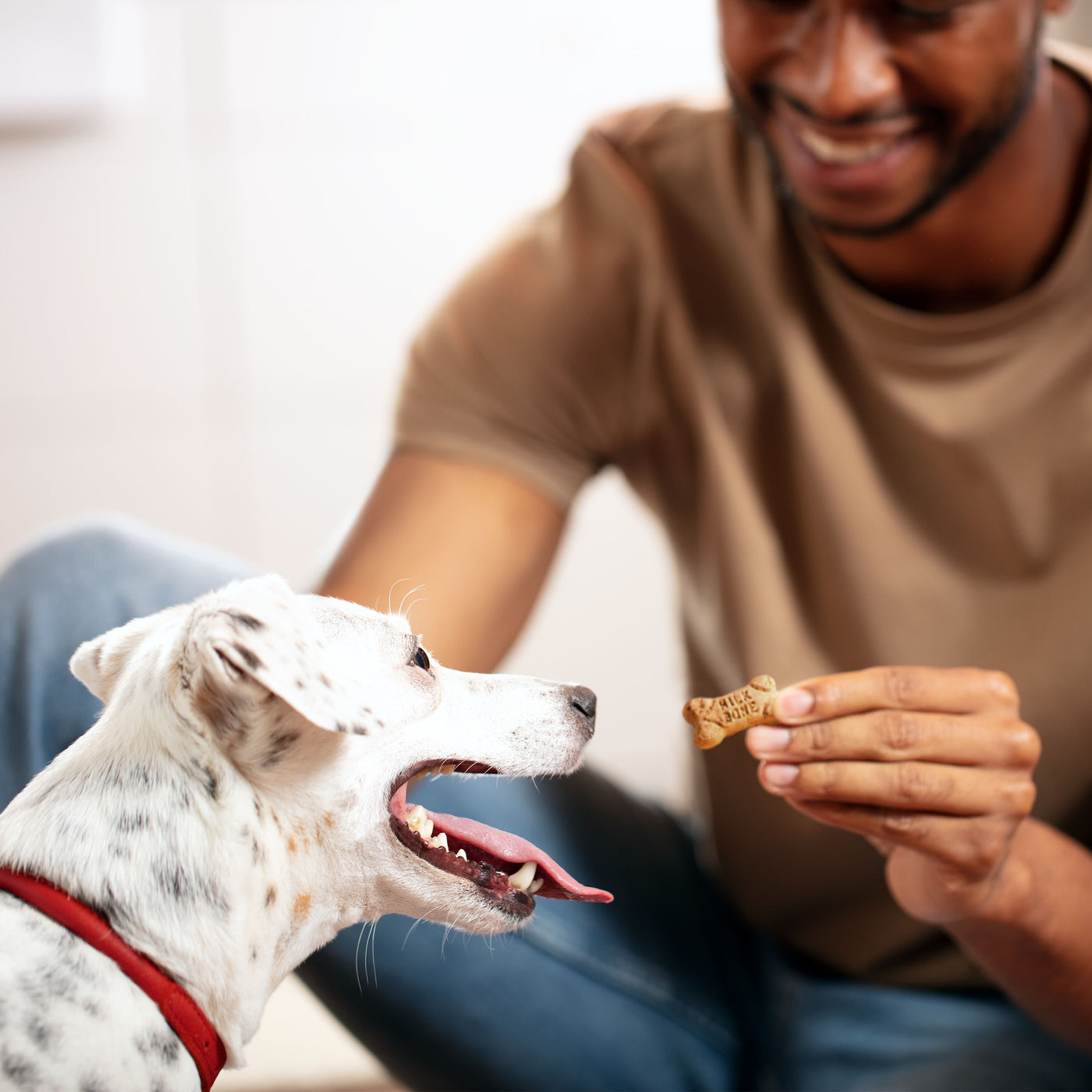 Milk-Bone Flavor Snacks Mini Dog Biscuits, Flavored Crunchy Dog Treats, 36 oz, Treating Lifestyle Image
